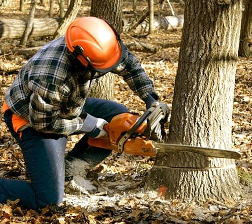 Tree Removal in Muir, MI